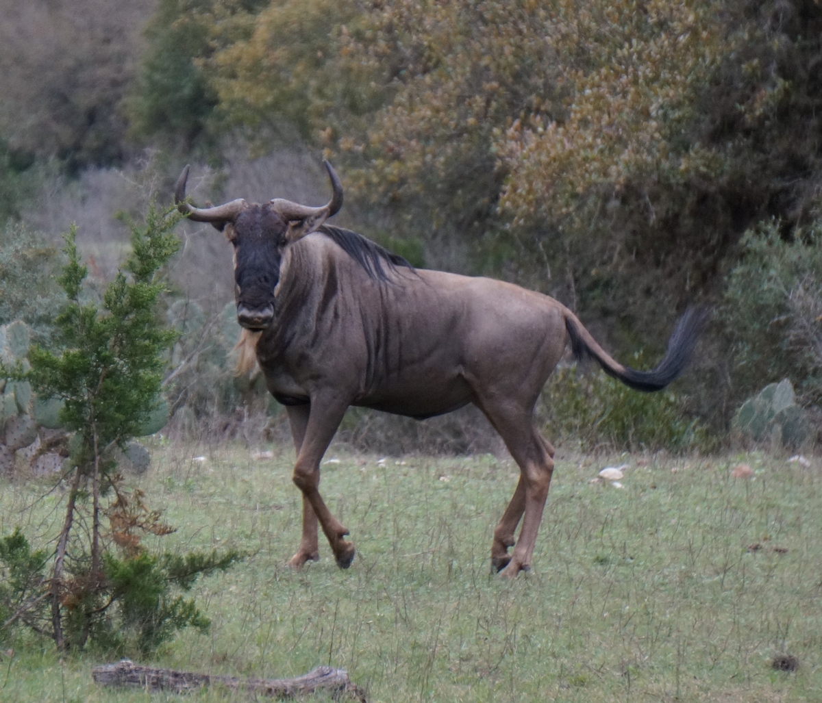 Texas Hill Country Exotic Hunts High Fence Exotic Hunts South Texas